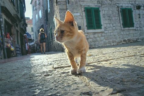 what are the chances of finding a lost cat|How To Find A Lost Cat: 15+ Tips To Retrieve A Missing Cat .